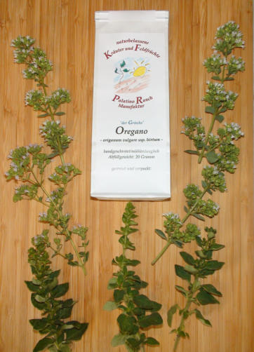 Oregano hirtum Palatino Ranch